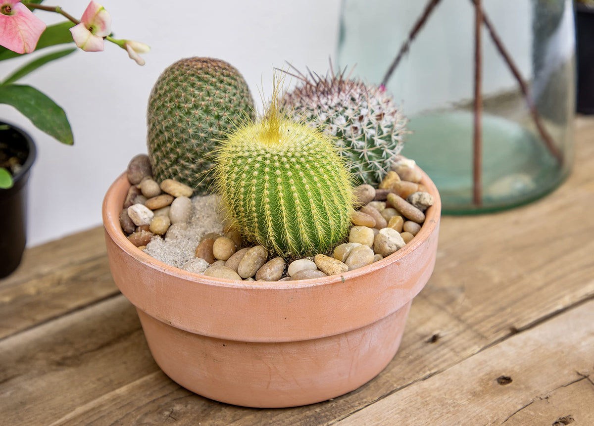 Altman Plants petite cacti in 2.5 inch pots ready to pop