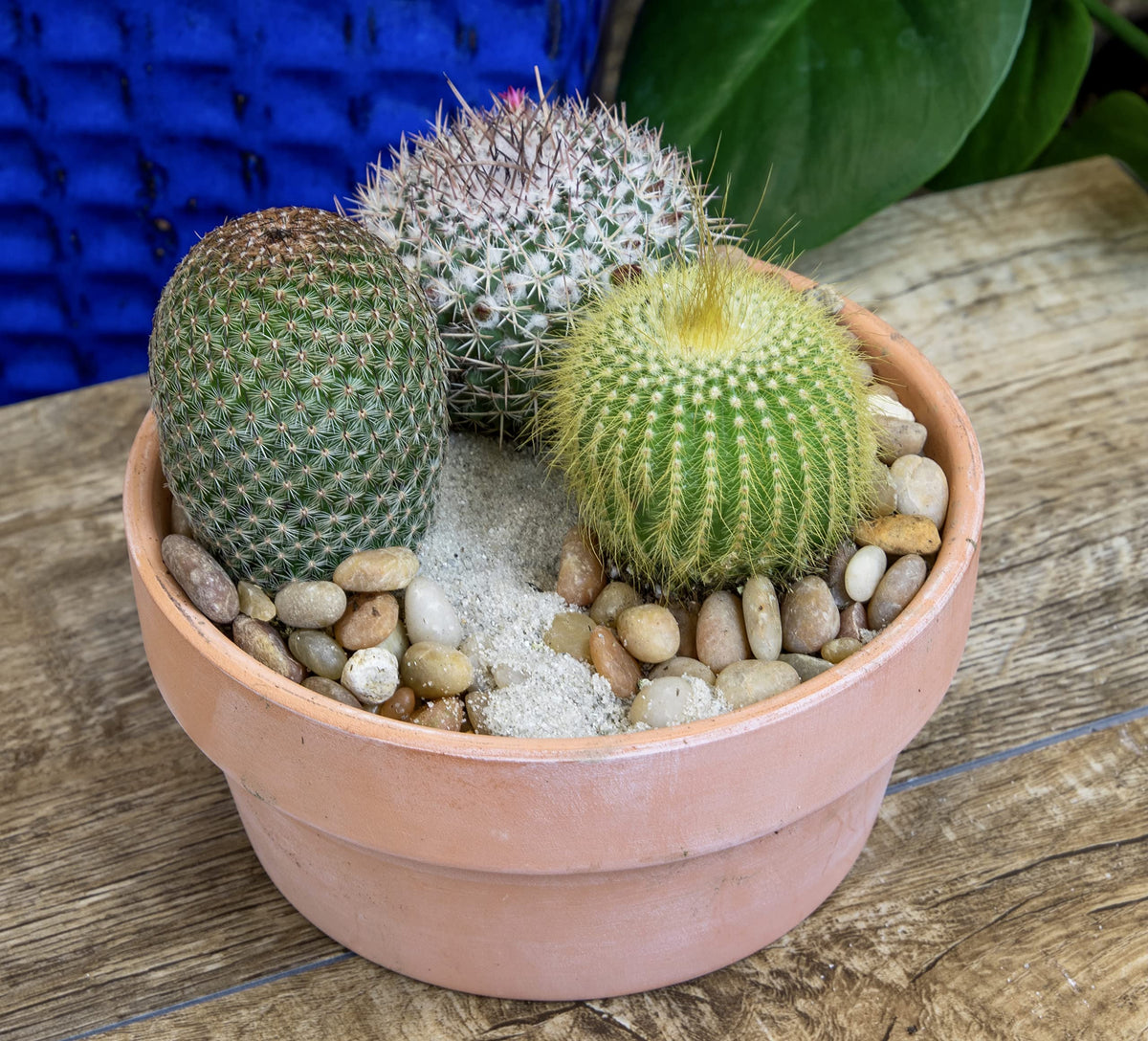 Altman Plants cactus soil potting mix compatibility for planting