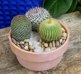 Altman Plants cactus soil potting mix compatibility for planting
