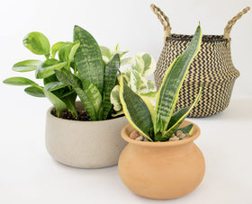 Altman Plants care and gift set highlighting ready-to-gift packaging for plant lovers