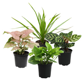 Altman Plants classic houseplant collection 4pk in 4 inch pots for easy indoor decoration