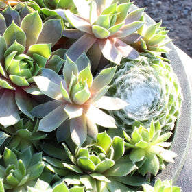 Altman Plants cold-tolerant succulents for outdoor winter display