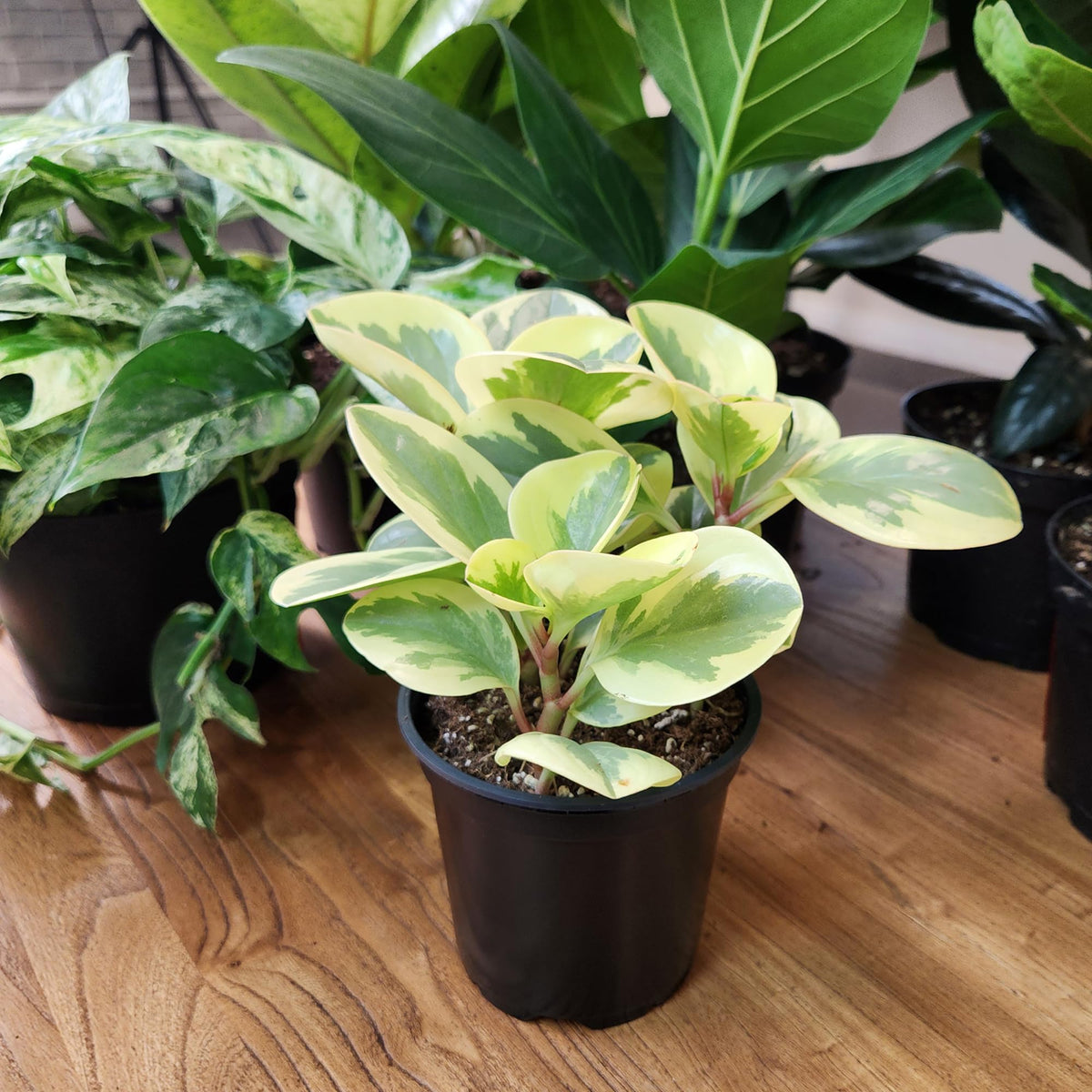 Altman Plants Deluxe 3-Pack Peperomia in a 4.25in pot for compact tabletop color.