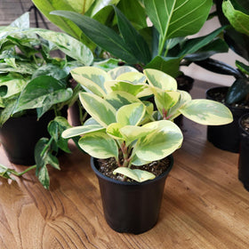 Altman Plants Deluxe 3-Pack Peperomia in a 4.25in pot for compact tabletop color.