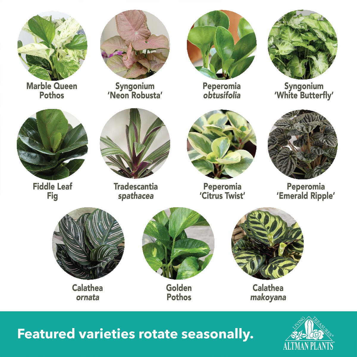 Altman Plants Deluxe 3-Pack Philodendron in a 4.25in pot for lush, easy-care foliage.
