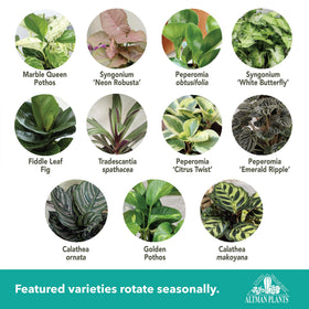 Altman Plants Deluxe 3-Pack Philodendron in a 4.25in pot for lush, easy-care foliage.