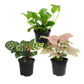 Altman Plants Deluxe 3-Pack Pothos in a 4.25in pot for bright, trailing greenery.