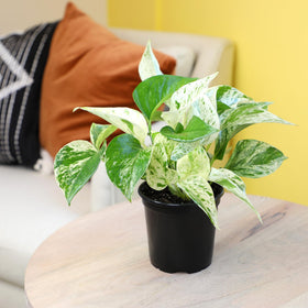 Altman Plants Deluxe 3-Pack Syngonium in a 4.25in pot for versatile décor.