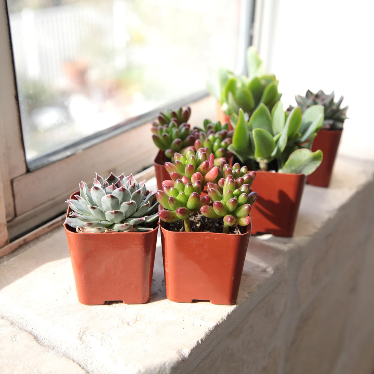Altman Plants Deluxe Portulacaria elephant bush display ready for terrariums