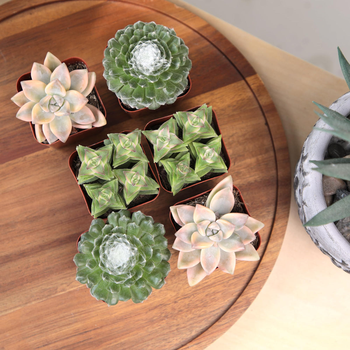 Altman Plants Deluxe Sedum adolphi adds texture to small containers