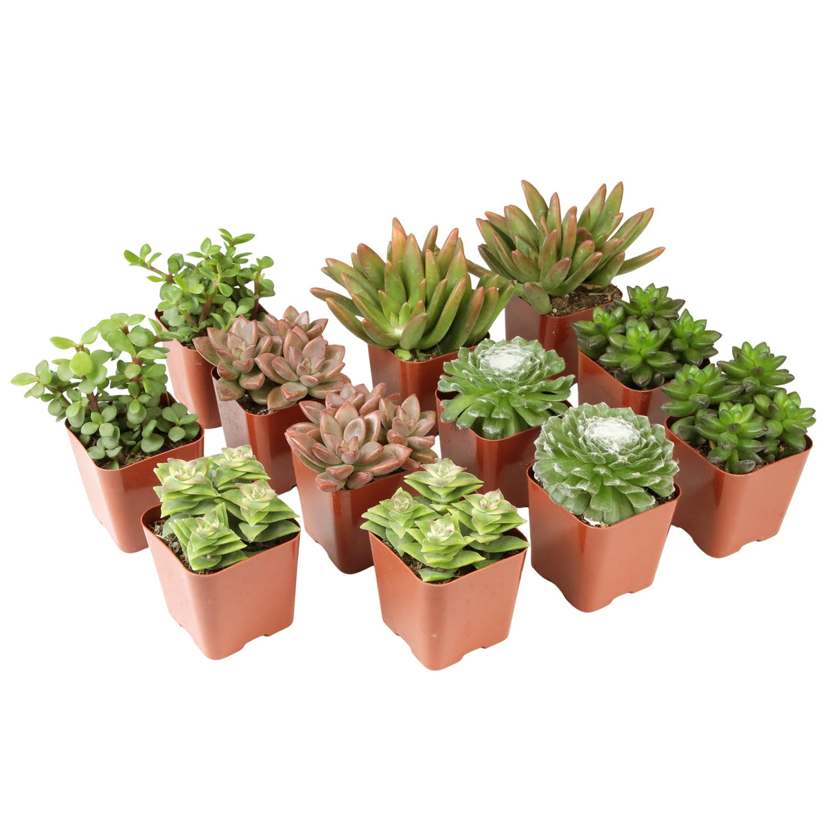 Altman Plants Deluxe Succulents 12-pack arrival in 2-inch pots for easy planting