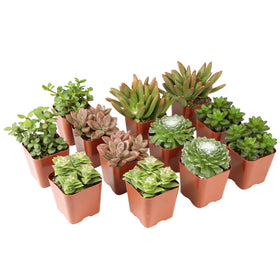 Altman Plants Deluxe Succulents 12-pack arrival in 2-inch pots for easy planting