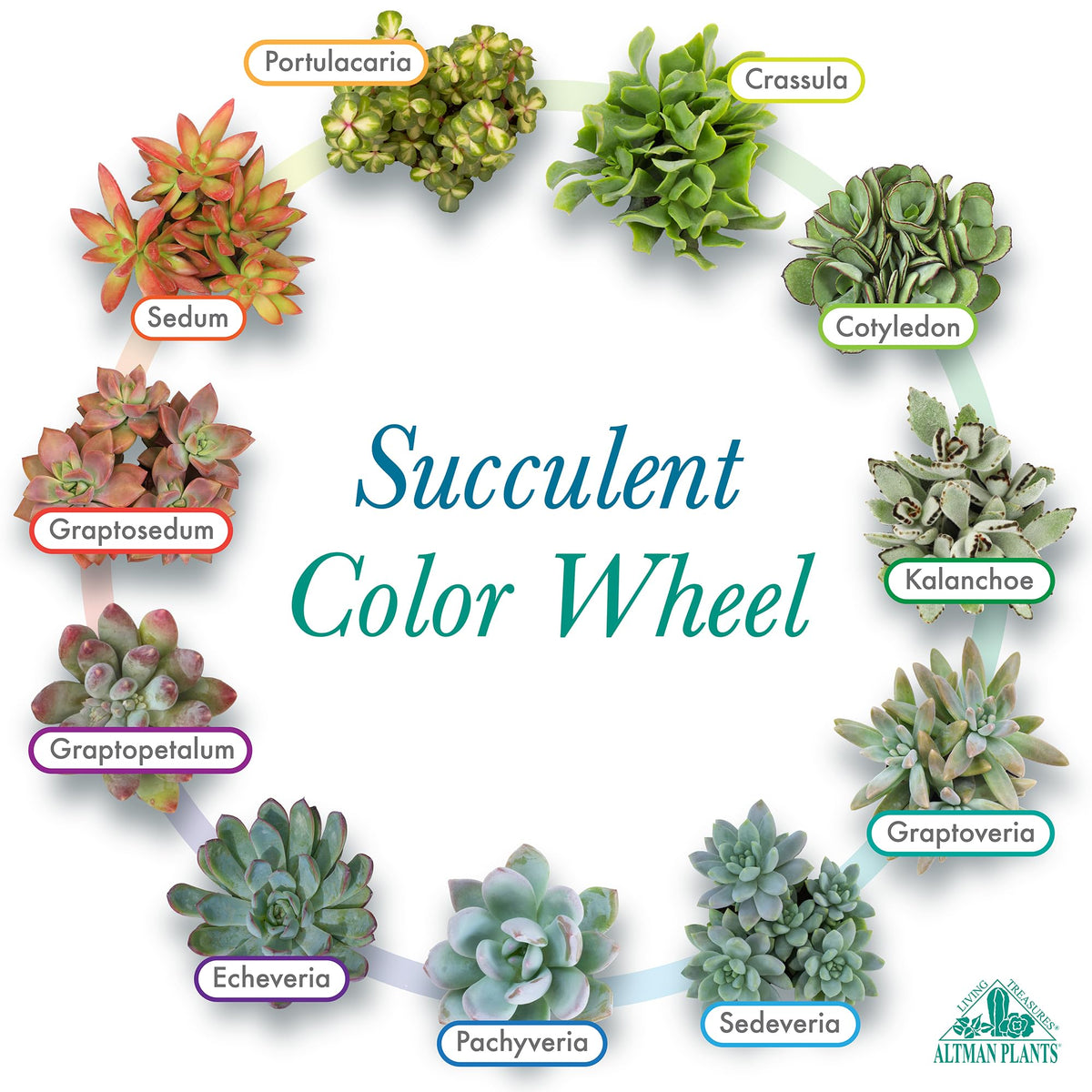 Altman Plants Deluxe Succulents 2-inch pots ready to thrive indoors or outdoors