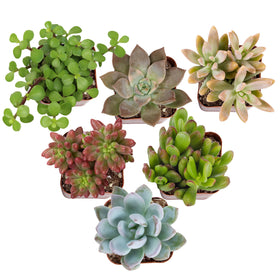 Altman Plants Deluxe succulents 6-pack arranged for stylish home décor