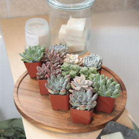 Altman Plants Deluxe Succulents color and texture variety for creative arrangements