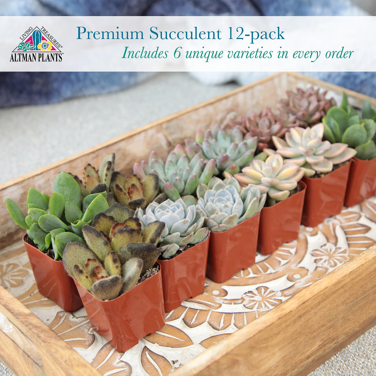 Altman Plants Deluxe Succulents shipped dry to prevent rot and require light watering