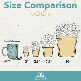 Altman Plants Deluxe Succulents varieties feature kalanchoe and jade for diverse displays