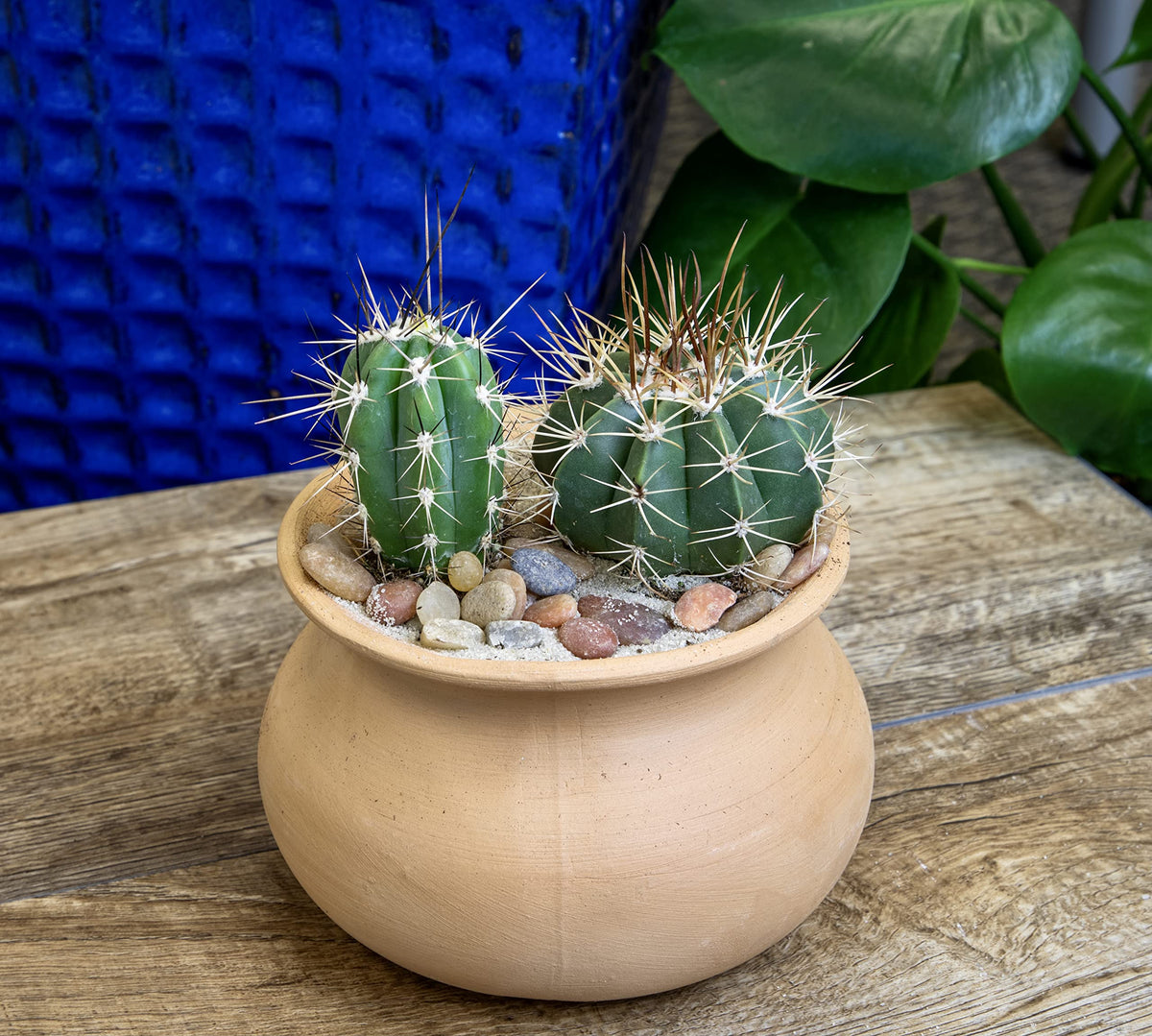 Altman Plants desert inspired look in compact 2.5 inch pots