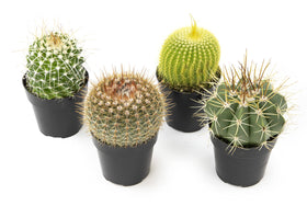 Altman Plants desk friendly cacti thrive with bright light