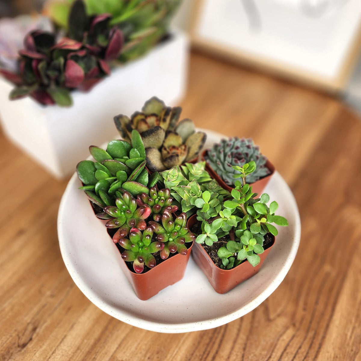Altman Plants desk decor succulents brighten spaces with low maintenance.