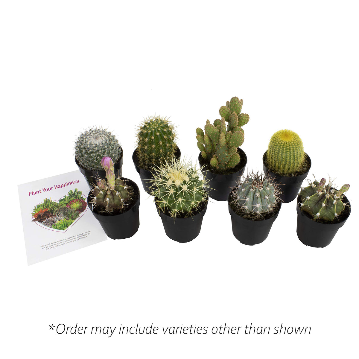 Altman Plants desk garden display for small-space green accents.