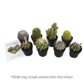 Altman Plants desk garden display for small-space green accents.