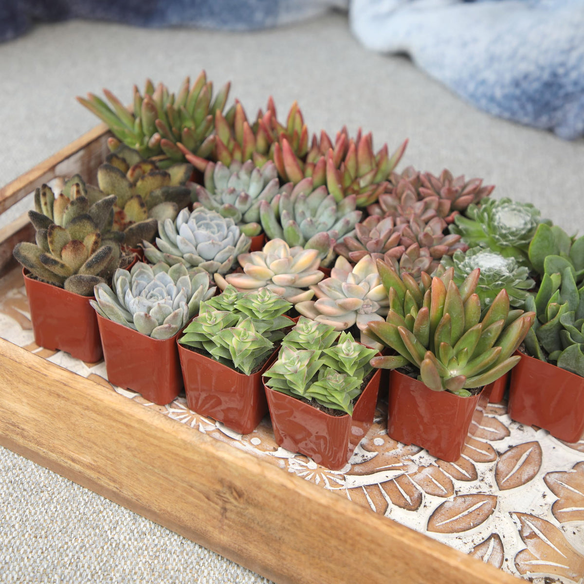 Altman Plants drought and heat tolerant succulents stay vibrant in sunny spaces.