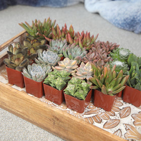 Altman Plants drought and heat tolerant succulents stay vibrant in sunny spaces.