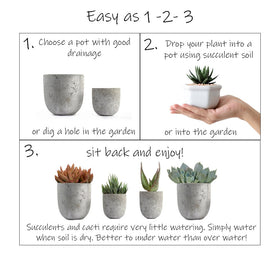 Altman Plants dry-shipped to stay rot-free until you water.