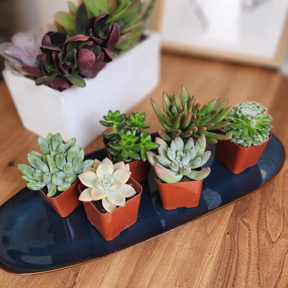Altman Plants easy-care, drought-tolerant succulents ideal for busy homes.