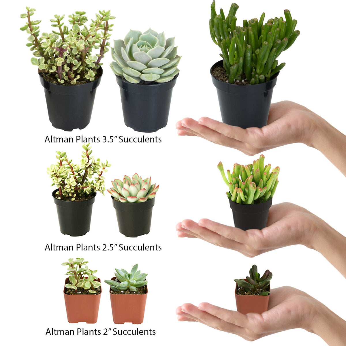 Altman Plants assorted cactus varieties including echinocactus for a vibrant beginner-friendly collection.