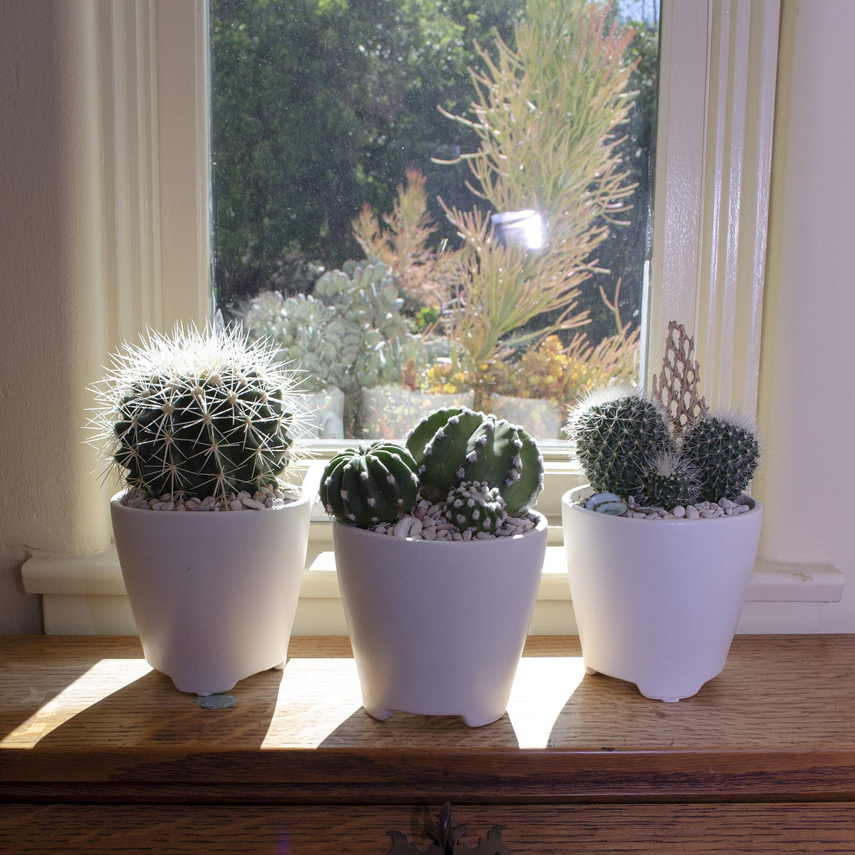 Altman Plants eye-catching cactus features with spines and blooms for display.
