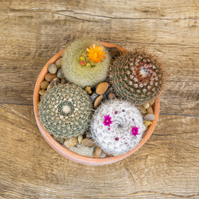 Altman Plants gift cacti that suit plant lover gifts