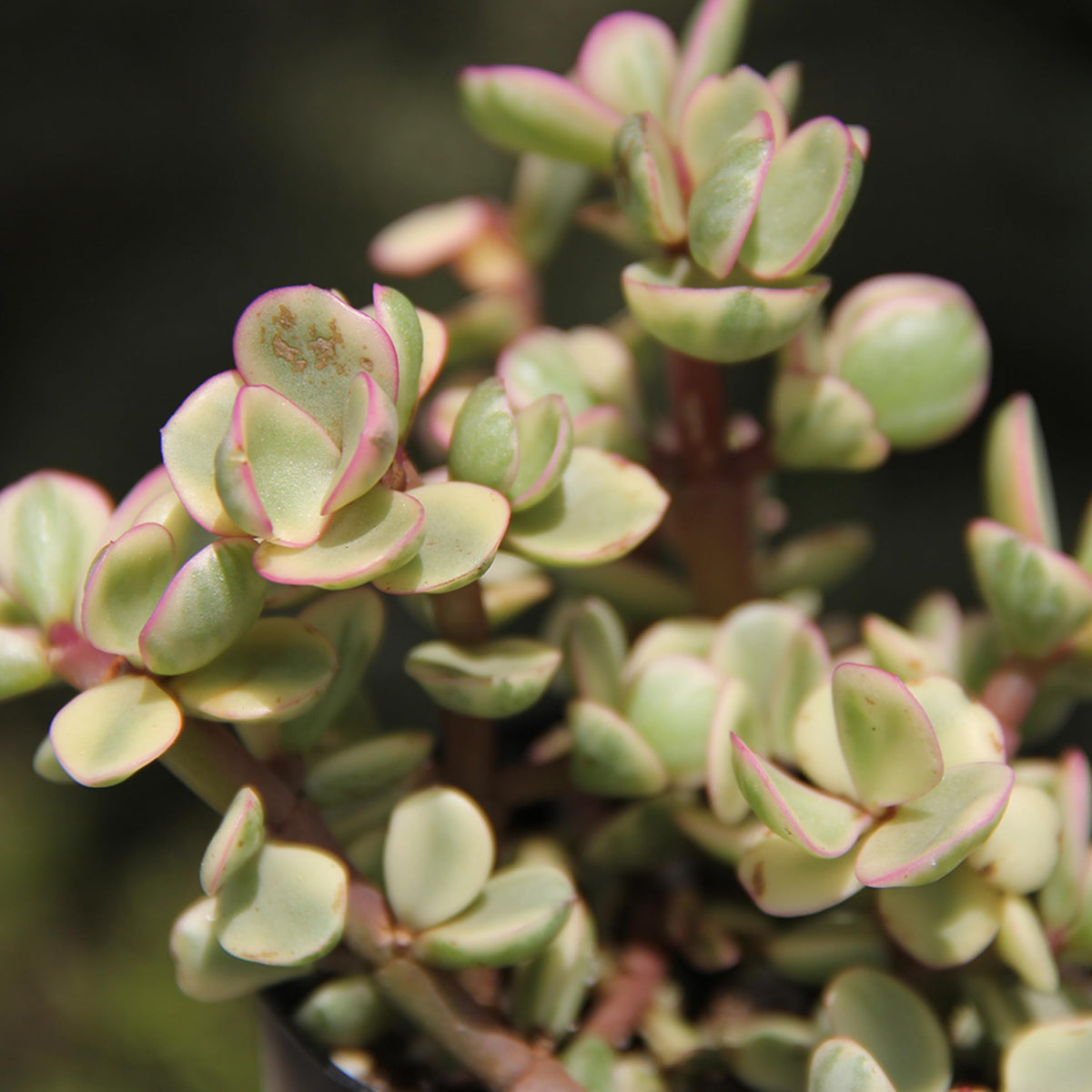 Altman Plants hand-selected succulents, diverse mix for creative arrangements