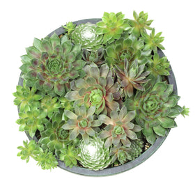 Altman Plants hardy succulent arrangement, year-round natural accent for home and patio
