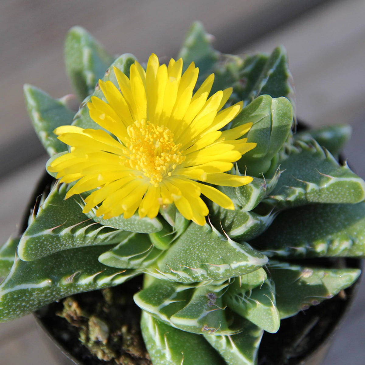 Altman Plants Haworthia succulent closeup, compact, forgiving indoor plant for desks