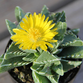 Altman Plants Haworthia succulent closeup, compact, forgiving indoor plant for desks