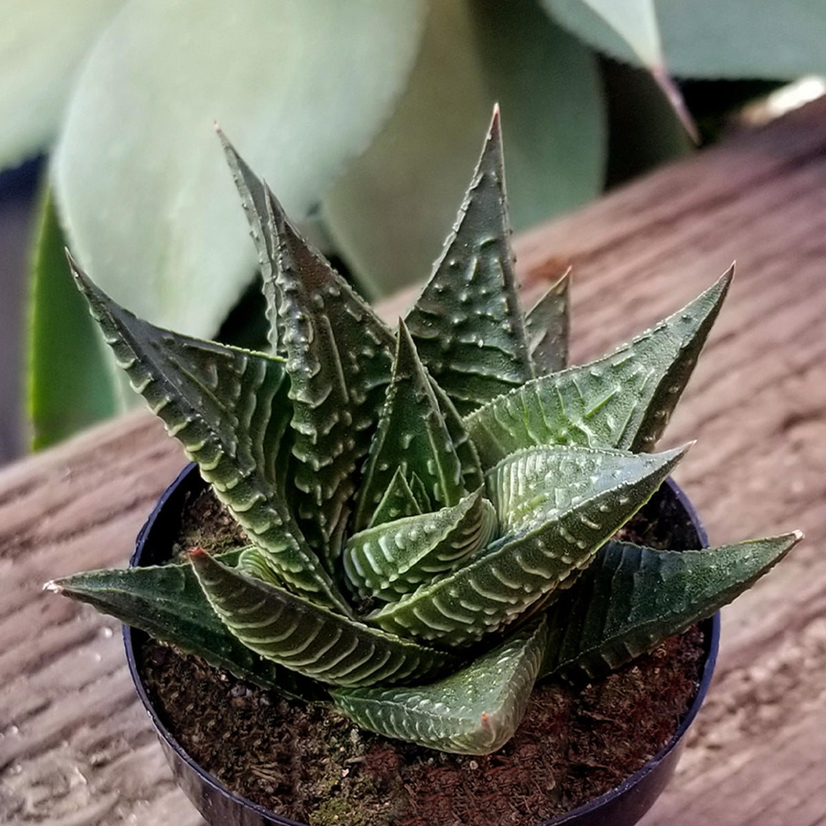 Altman Plants indoor plants packaging, hand-selected variety for unique home decor