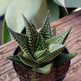 Altman Plants indoor plants packaging, hand-selected variety for unique home decor