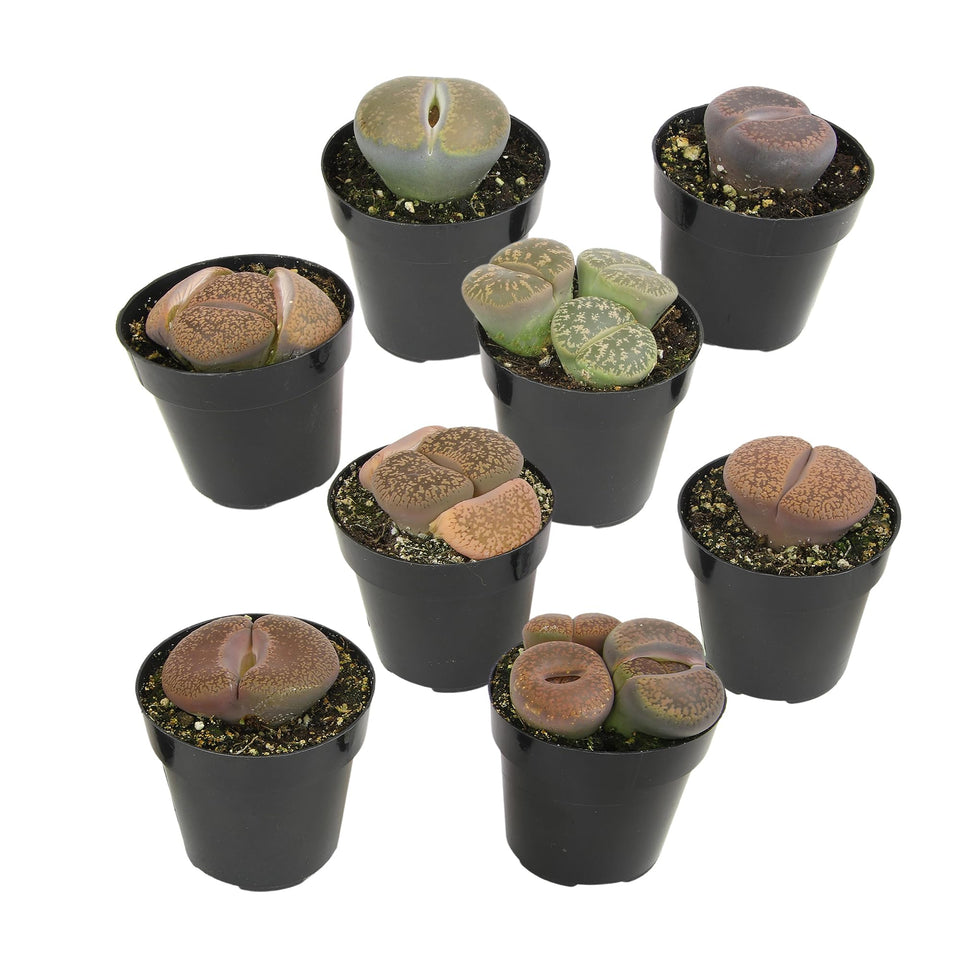 Altman Plants Lithops 8-pack in 2.5-inch pots shows compact, conversation-worthy living stones.