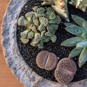 Altman Plants Lithops in 2.5-inch pots pairs with succulent soil for beginners.