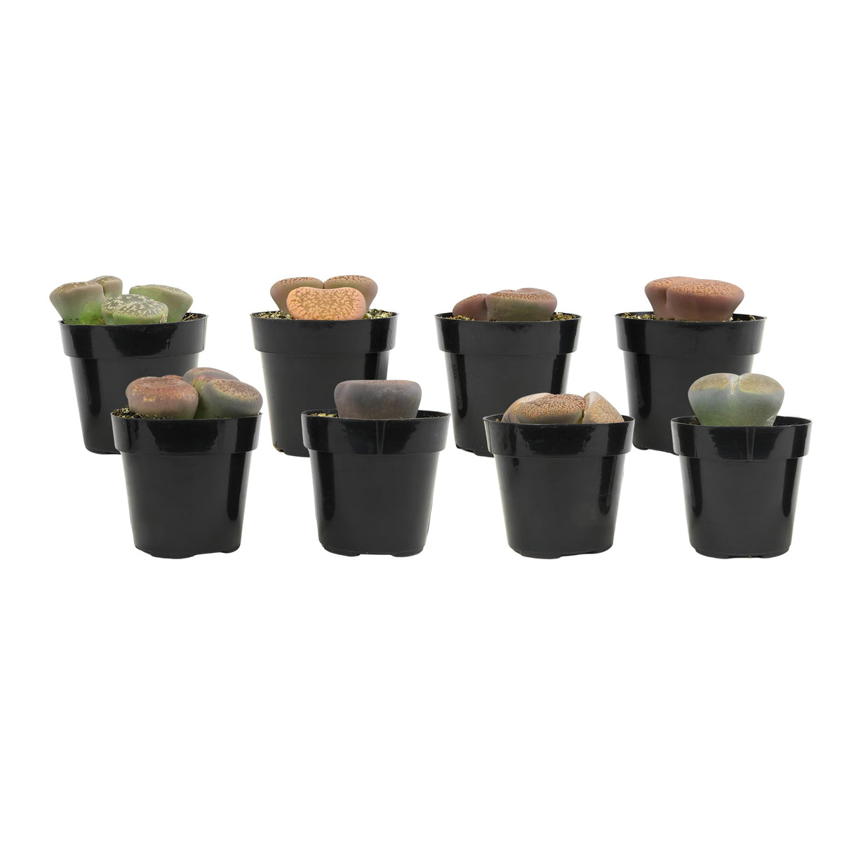 Altman Plants Lithops color variations capture natural diversity across pots.