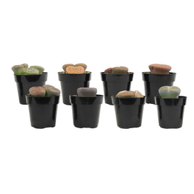 Altman Plants Lithops color variations capture natural diversity across pots.