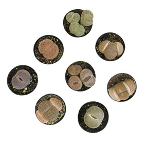 Altman Plants Lithops closeup highlights natural leaf patterns and texture.
