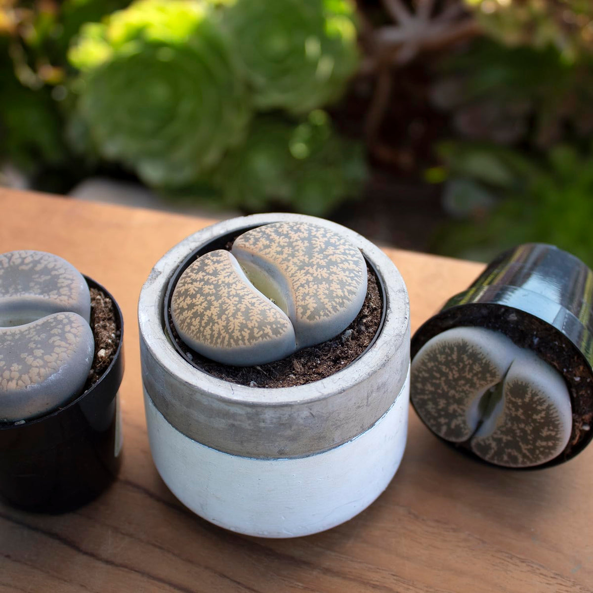 Altman Plants Lithops tabletop gift pack offers a unique plant gift idea.
