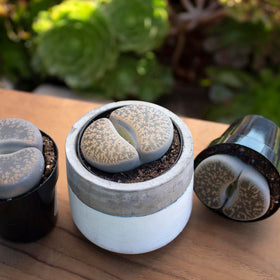 Altman Plants Lithops tabletop gift pack offers a unique plant gift idea.