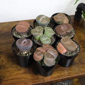 Altman Plants Lithops on window-sill display in bright space for daily view.