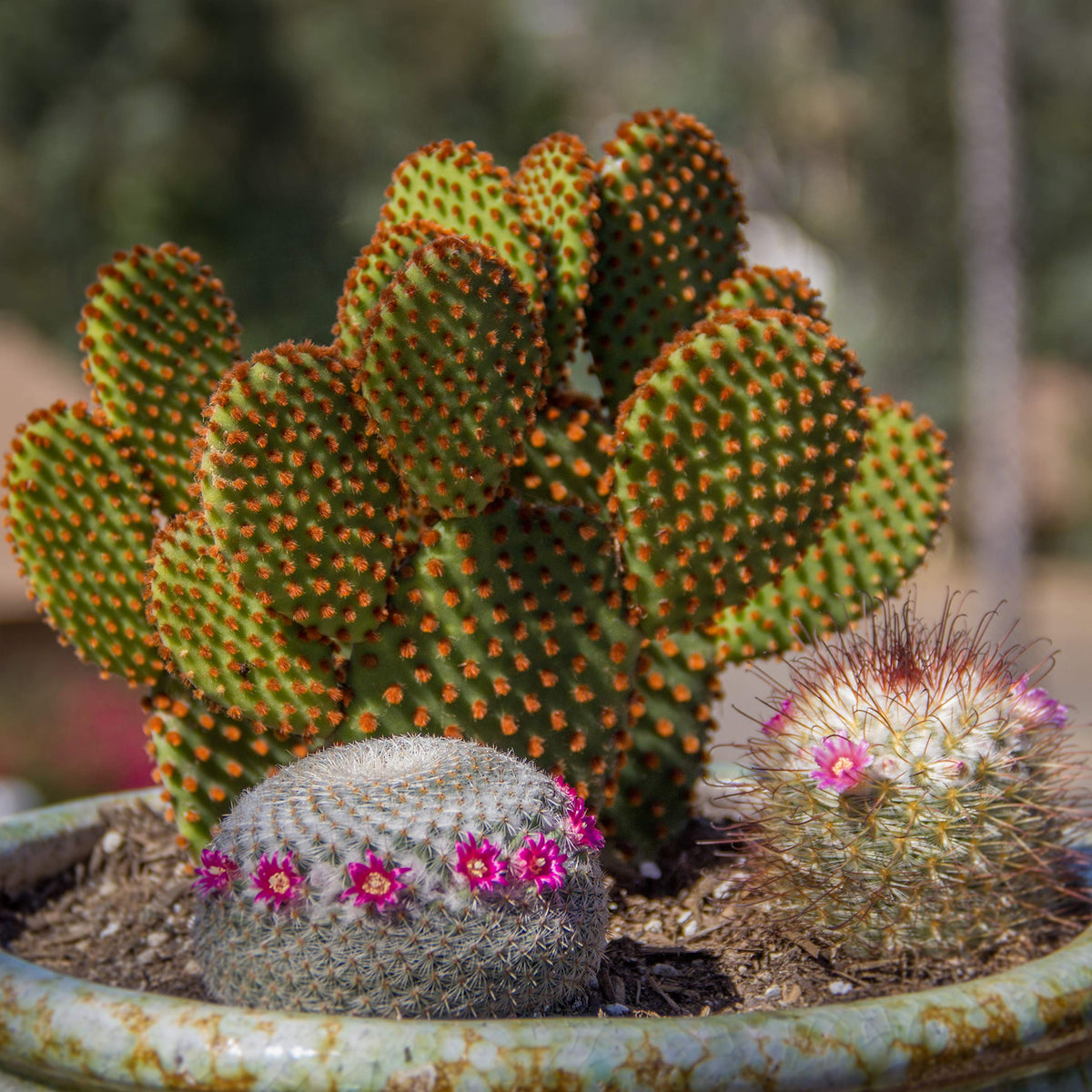Altman Plants arrive alive and healthy for home display.