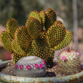 Altman Plants arrive alive and healthy for home display.