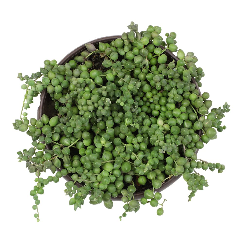 Altman Plants Low-water indoor plant ideal for easy-care home or office greenery.